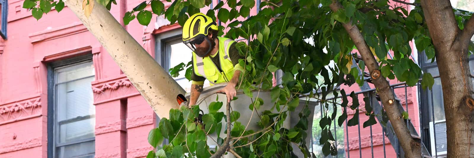 Tree removal in progress