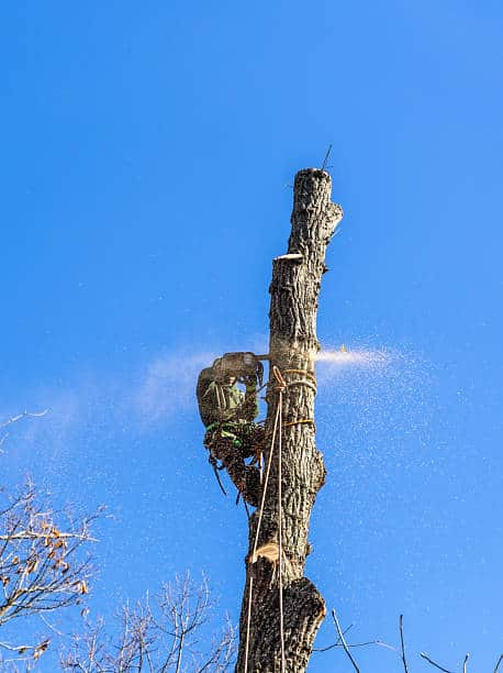 Completed tree work