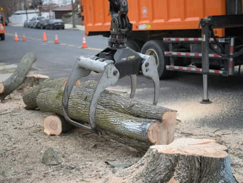 Tree service project